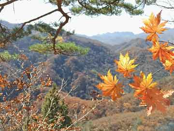 中菲执法部门再次合作遣返30余名在菲从事离岸博彩中国公民|界面新闻 · 快讯